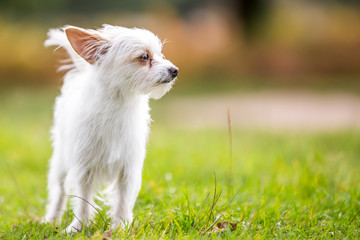 Fototapeta na wymiar small white dog in the countryside