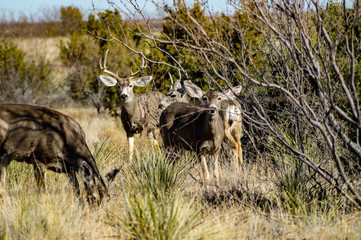 Mule Deer herd in Palo Duro Canyon State Park near Amarillo, Texas