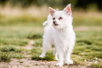 Fototapeta premium small white dog in the countryside