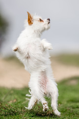 Naklejka na ściany i meble small white dog in the countryside