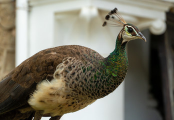 Peacock Side Portait