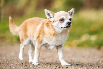 Chihuahua playing in the park