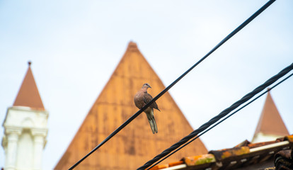 Turtle-dove Bird On A Wire Against The Background Of A Tiled Roof