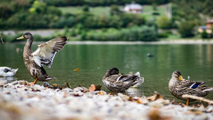 Enten am See ufer