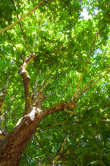 Grandes árboles con gran tallo en un parque