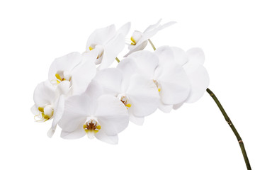 An isolated branch of a beautiful blooming white orchid having a yellow color on the lower petals