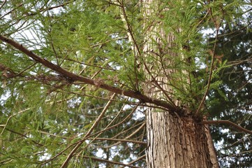 杉の木