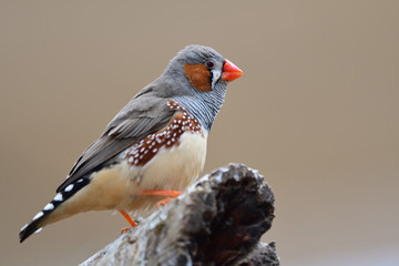 Portrait of a zebra finch (taeniopygia guttata) perching on a branch