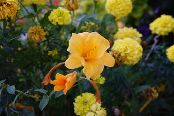 Daffodils and Marigold flowers by Skip Weeks