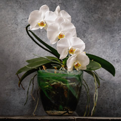 Blooming white orchid in a transparent pot. Beautiful indoor flowers