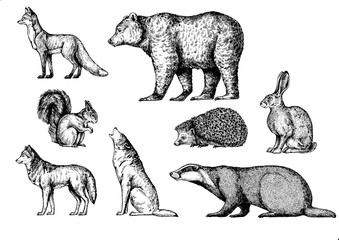 Forest animals. Fox, bear, squirrel, wolf, badger, hedgehog, hare, rabbit, bunny.