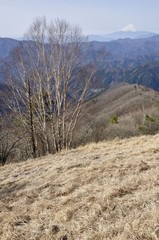 鷹ノ巣山のカヤトの原よりダケカンバと富士山