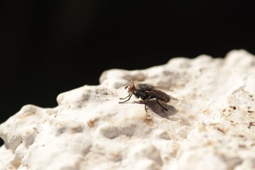 Mosca