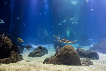 blacktip sharks and other tropical fish in their oceanic environment