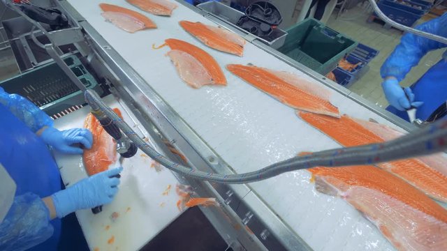 Fillets of trouts are being cleaned and moving along the conveyor