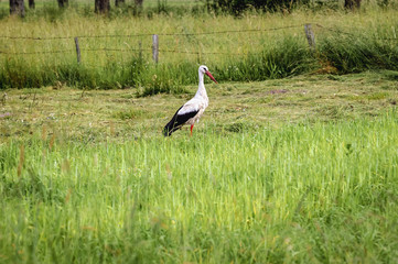 White stork on a field in Mazowsze region of Poland
