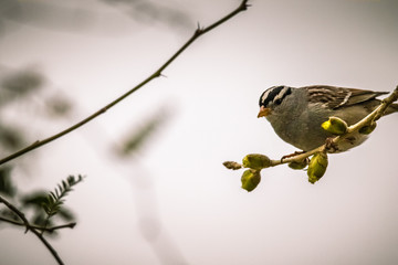 Sparrow, songbird in Arizona