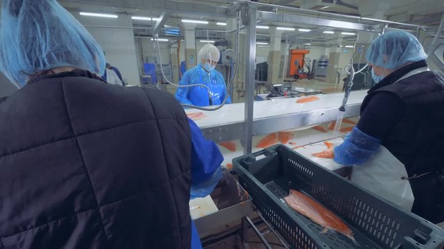 Factory unit with female workers processing fish