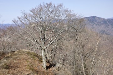 早春の鷹ノ巣山のブナと雲取山