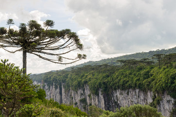 Obraz premium Beautiful Araucaria tree, typical tree of the mountain region of Rio Grande do Sul, Brazil.