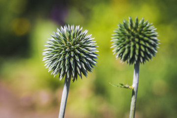Close up on a tuberous thistle plant, latin name Cirsium tuberosum