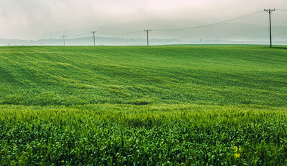 Fototapeta na wymiar Green open field background