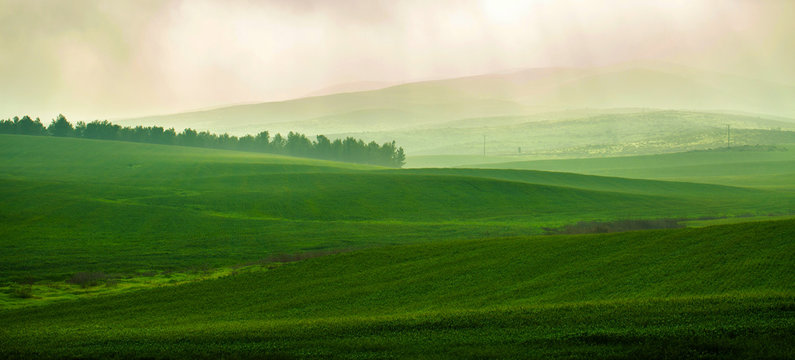 Green open field background