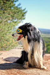 Fototapeta na wymiar Black and white dog, border collie, with yellow sunglasses