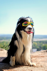 Black and white dog, border collie, with yellow sunglasses