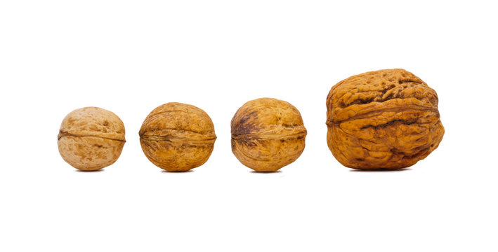 four walnuts isolated on a white background