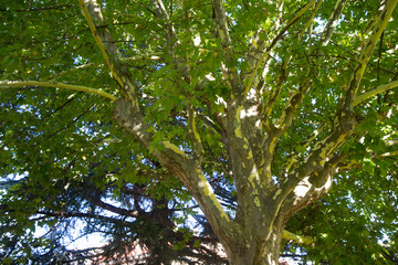 Grandes árboles con gran tallo en un parque