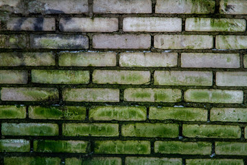 Brick fence covered with mold.