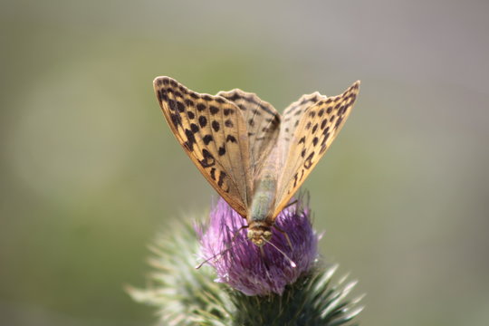 Mariposa parda