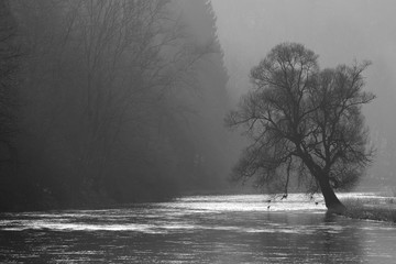 Lone tree above misty Semoy river near Bouillon city in Ardennes Belgium by winter season