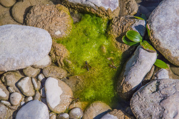 Close up on waspes group near the river