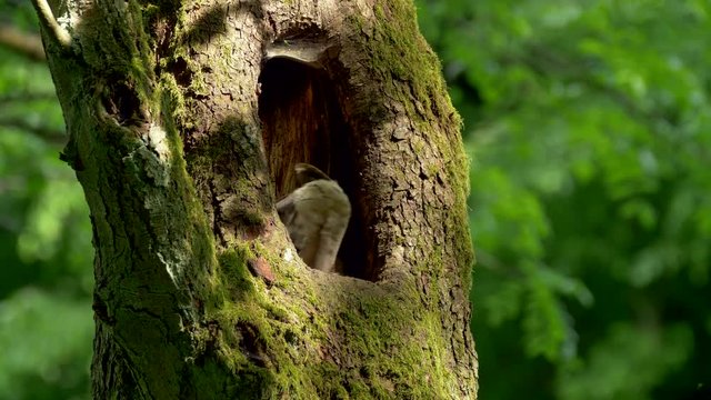 Tawny owl (Strix aluco) flying out of nest hole