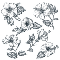 Tropical flowers set, vector sketch illustration. Hand drawn tropic nature and floral design elements. - obrazy, fototapety, plakaty