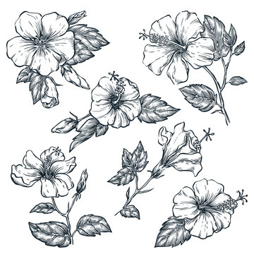 Tropical flowers set, vector sketch illustration. Hand drawn tropic nature and floral design elements.