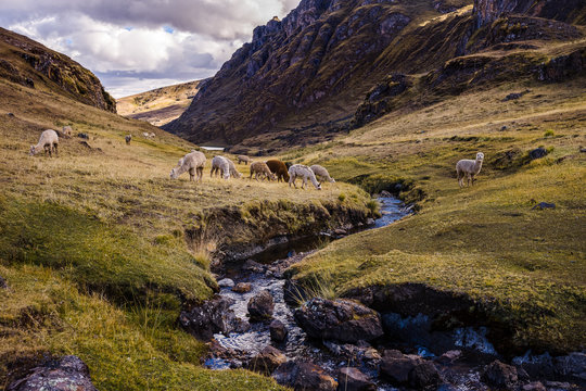 Alpacas graze by a stream in the mountains