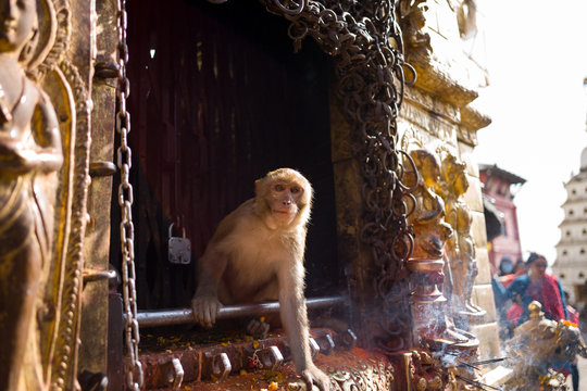 Monkey Looks Out From A Gold Shrine