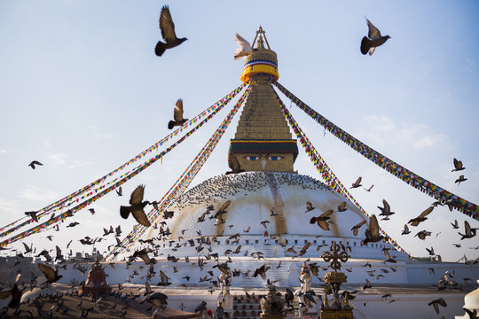 Brids flock around a Buddhist temple in Kathmandu