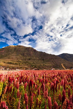 Sorghum field at the foot of a mountain