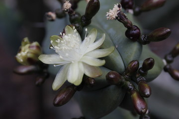 Flor de cactus