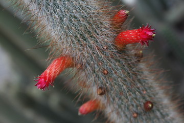 Flor de cactus