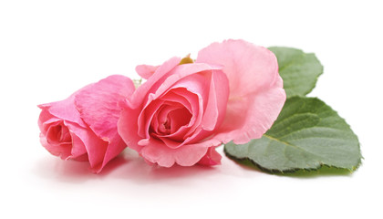 Two pink roses.
