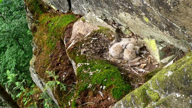 Eurasian eagle-owl (Bubo bubo) nestlings