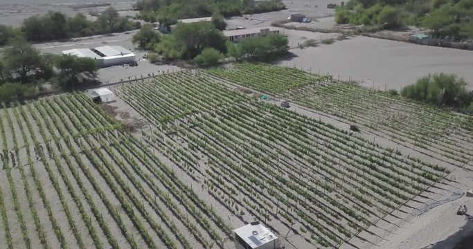 Vineyard in the middle of Atacama Desert.