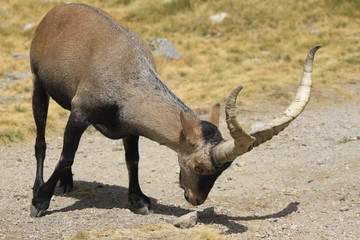 Cabra Montesa en Gredos Cabra con grandes cuernos agachada comiendo