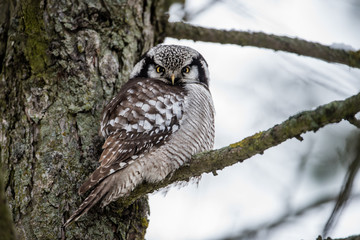 The Northern Hawk Owl perching on a pine branch