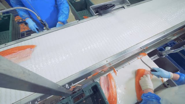 Pieces of fish are moving along the conveyor and getting cut in process